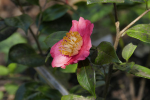Camellia japonica Shugestsu                   